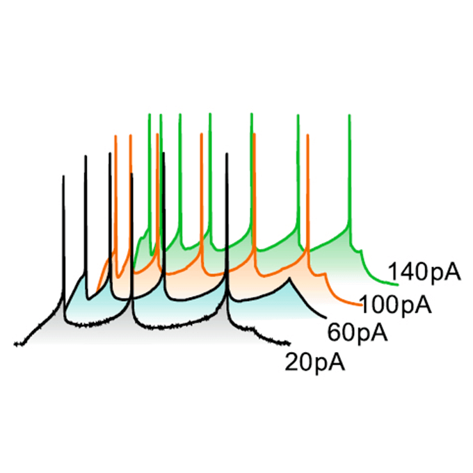 Neural circuit dysfunction causing bipolar disorder | RIKEN Center for Brain Science - Lab. for Molecular Dynamics of Mental Disorders