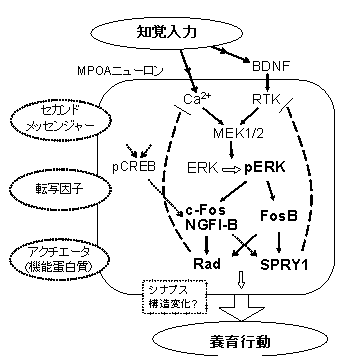研究成果|精神疾患動態研究チーム(理化学研究所 脳神経科学研究センター)