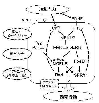 研究成果|精神疾患動態研究チーム(理化学研究所 脳神経科学研究センター)