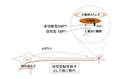 研究成果|精神疾患動態研究チーム(理化学研究所 脳神経科学研究センター)